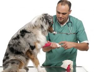 April 27 Is World Veterinary Day