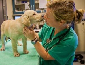 Dogs are found to count in a similar way to humans