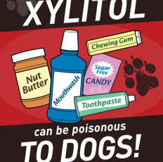 Paws Off Xylitol; It’s Dangerous for Dogs